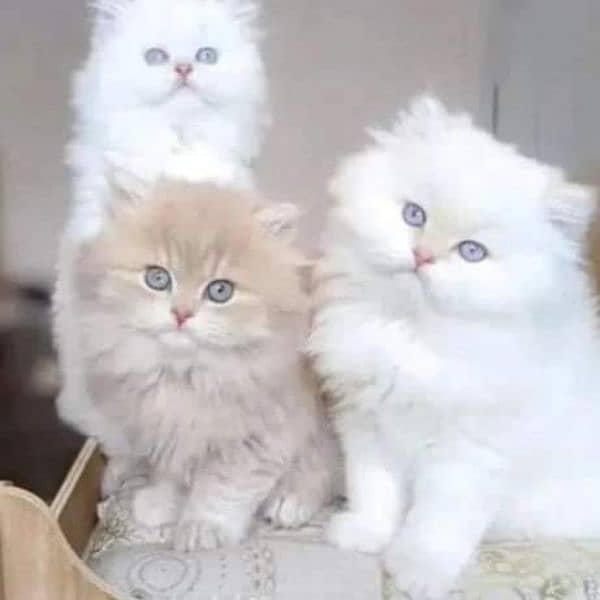 extremely punched face Persian kittens Cod available 1