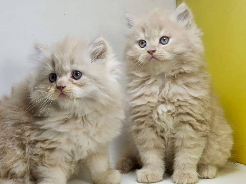 extremely punched face Persian kittens Cod available 5