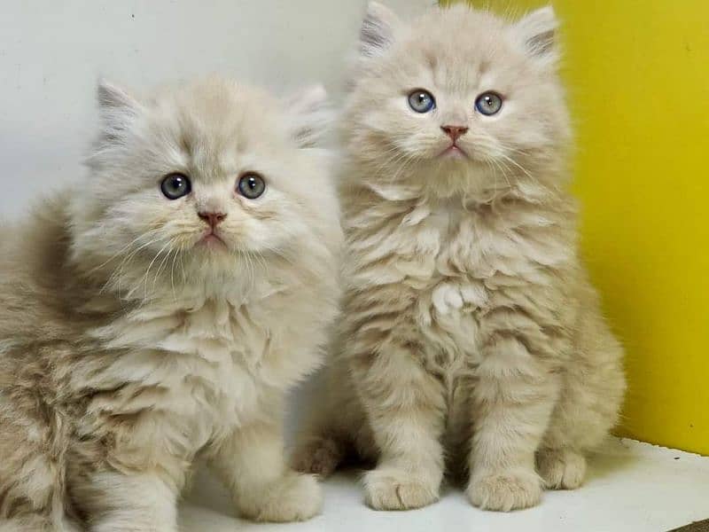 extremely punched face Persian kittens Cod available 6
