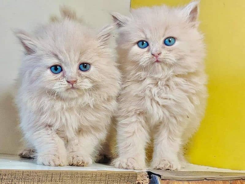 extremely punched face Persian kittens Cod available 8