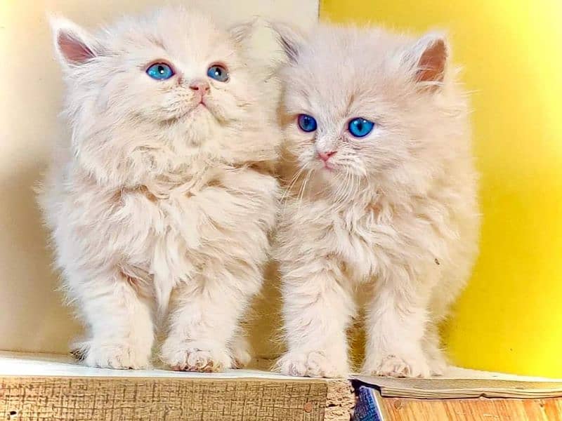 extremely punched face Persian kittens Cod available 9