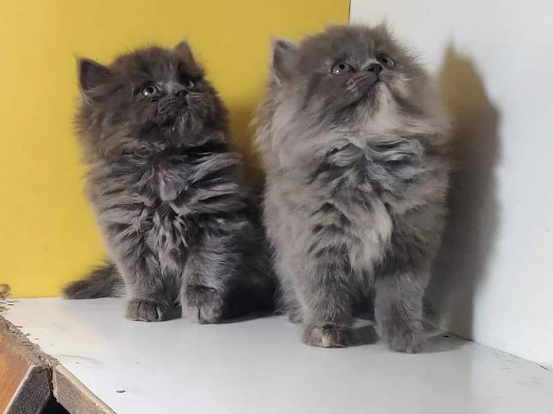 extremely punched face Persian kittens Cod available 10