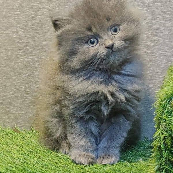 extremely punched face Persian kittens Cod available 11