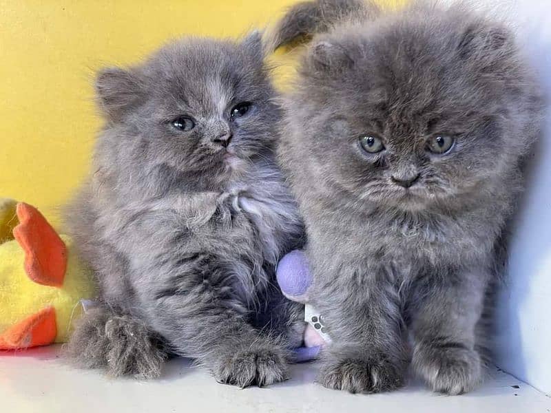 extremely punched face Persian kittens Cod available 12