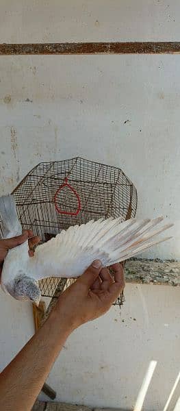 beautiful pigeon for flying 1