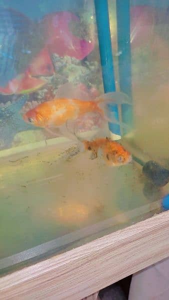 Aquarium with 2 gold fish 2