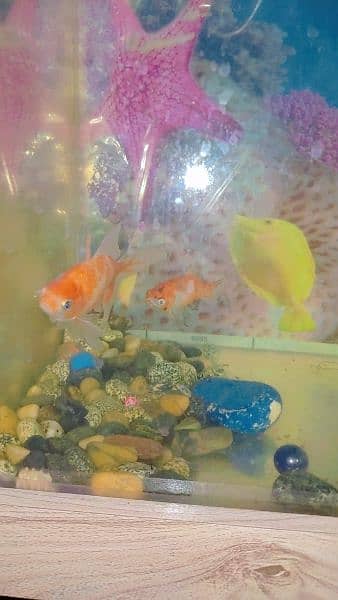Aquarium with 2 gold fish 3