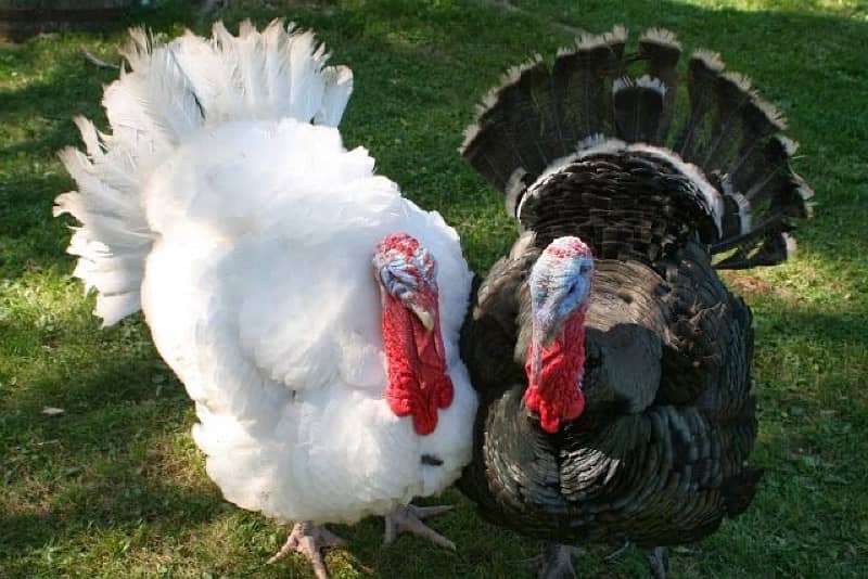 Turkey Breeder Pair 0
