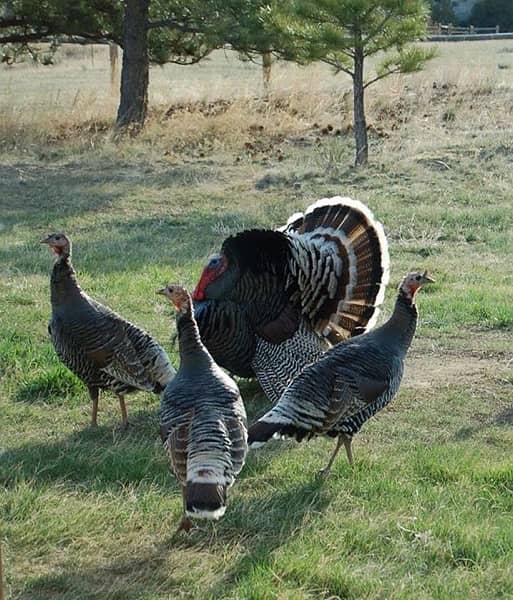Turkey Breeder Pair 1