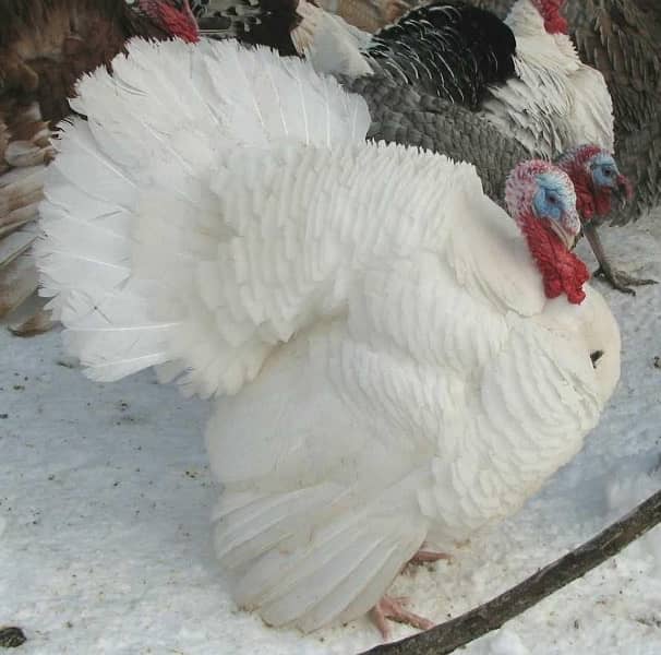 Turkey Breeder Pair 3