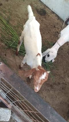 Bakra | goat | 3 goats available