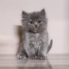 Good quality Persian kittens long coated Cod available