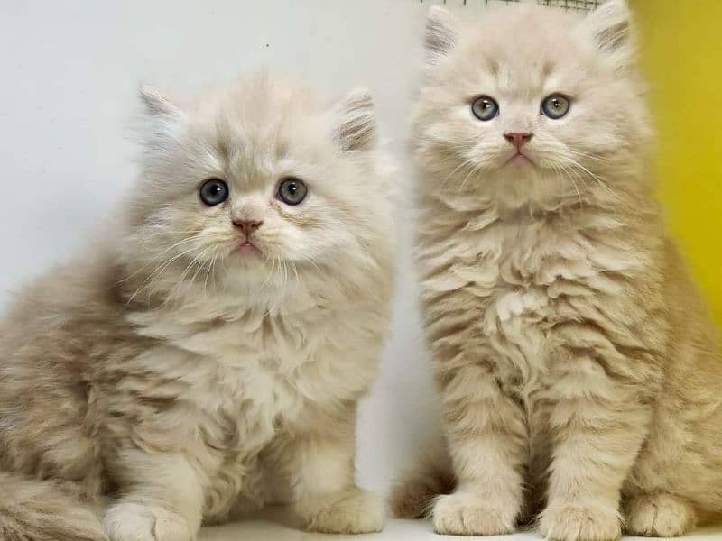 Good quality Persian kittens long coated Cod available 6