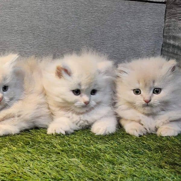 Good quality Persian kittens long coated Cod available 7