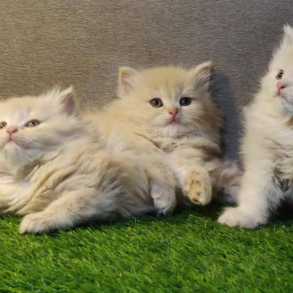 Good quality Persian kittens long coated Cod available 8