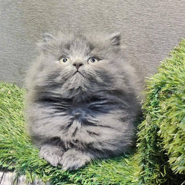 Good quality Persian kittens long coated Cod available 10