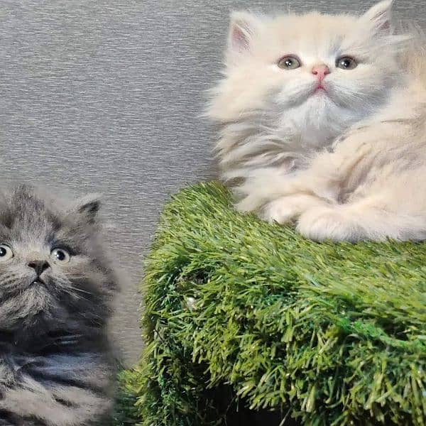 Good quality Persian kittens long coated Cod available 11