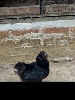 Quality black silkie 3 female 2 male egg laying