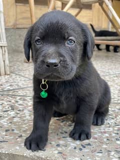 British lebrador puppy for sale