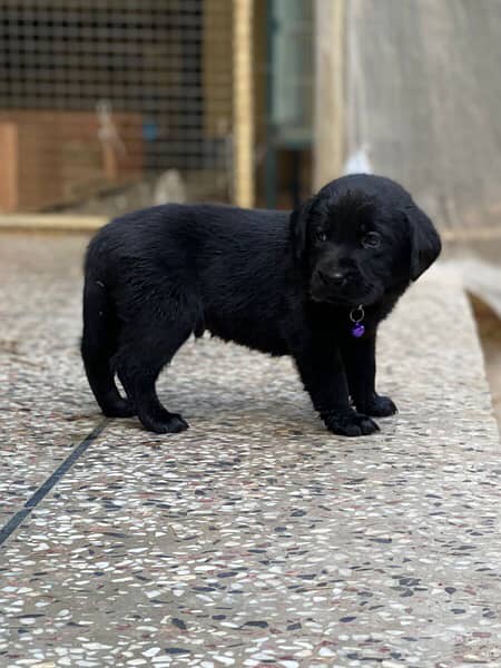 British lebrador puppy for sale 1