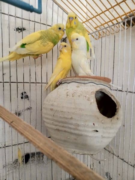 1 pair red eyes 2 bajri male for sale 2