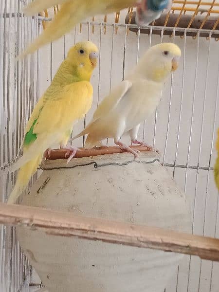 1 pair red eyes 2 bajri male for sale 5