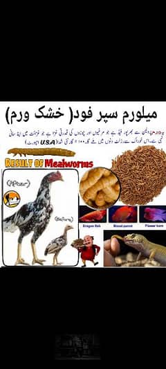 1.5 rupees per mealworm. . 03079796323 0