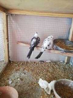 Diamond pied breeder pairs available in lahore