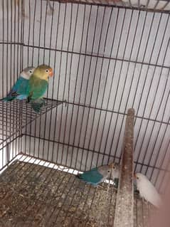 some love birds for sale  3 pair and some chick