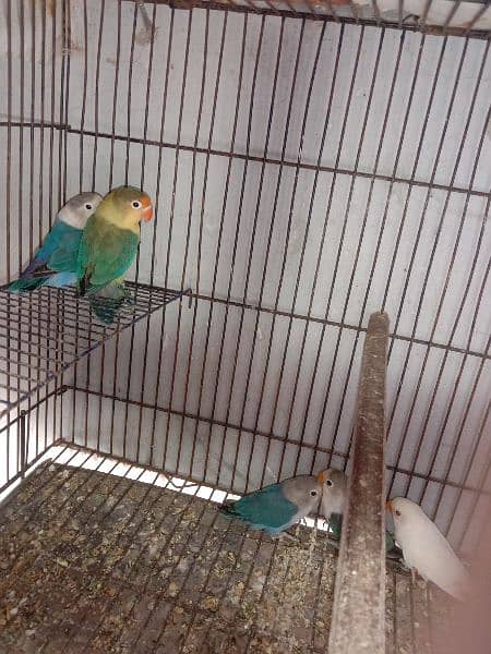 some love birds for sale  3 pair and some chick 0