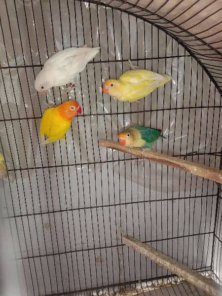 some love birds for sale  3 pair and some chick 1
