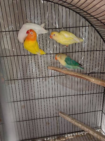 some love birds for sale  3 pair and some chick 2