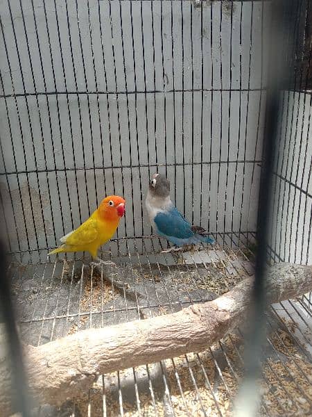 some love birds for sale  3 pair and some chick 3