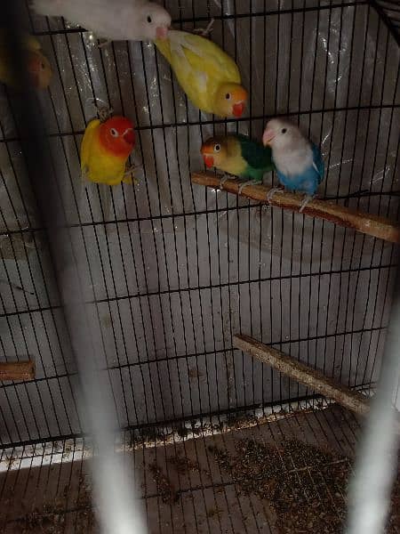 some love birds for sale  3 pair and some chick 5