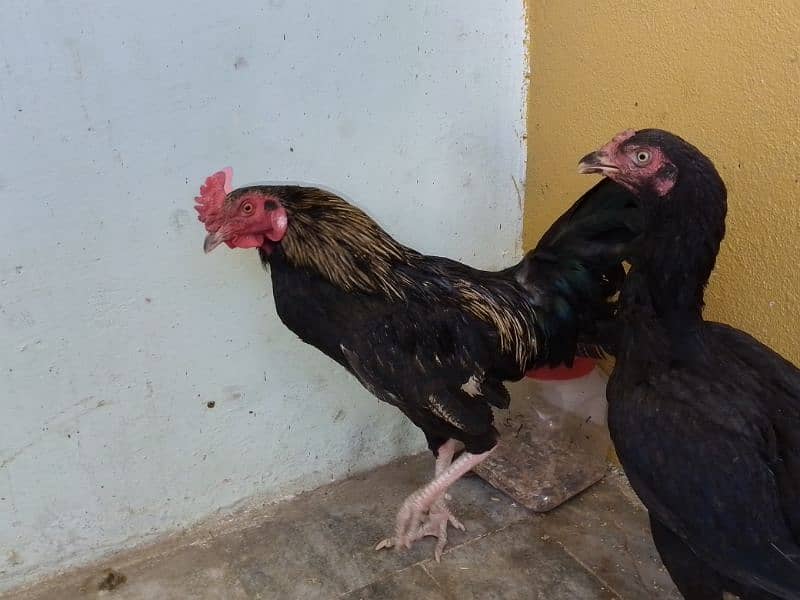 Pair of  chicken black 2