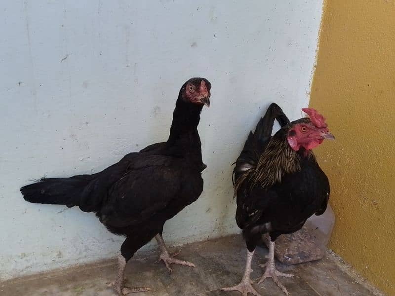 Pair of  chicken black 3