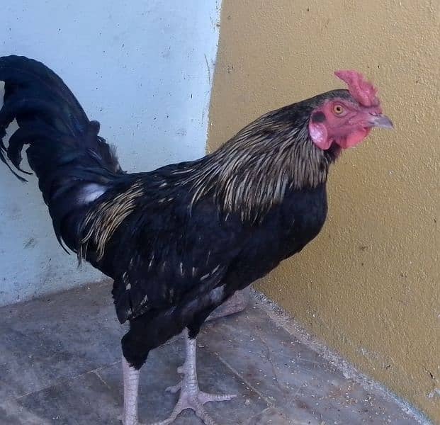 Pair of  chicken black 0