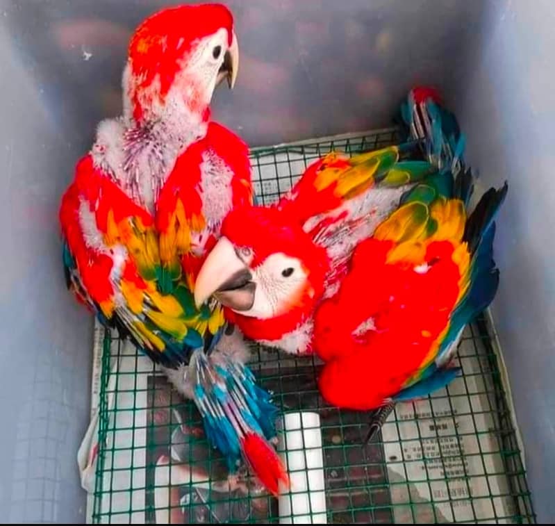 macaw parrot chicks | grey parrot chicks available delivery free ...