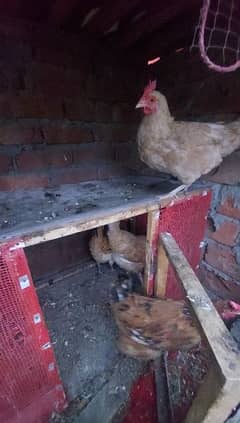 Egg Laying Golden Misri chickens for sale 0