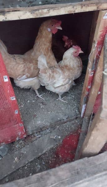 Egg Laying Golden Misri chickens for sale 1