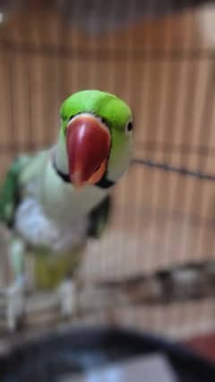 Cute Pahari parrot He talks!