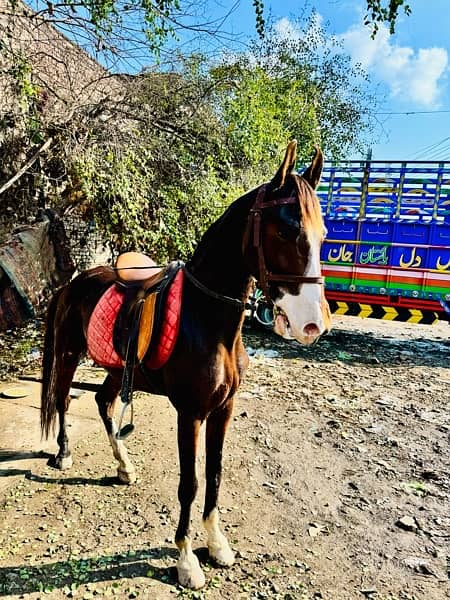 kumait horse for sale 4