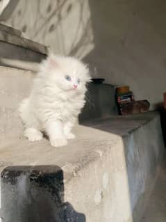 Pure Persian Kittens for Sale 03115516177