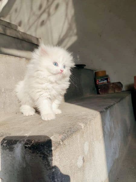 Pure Persian Kittens for Sale 03115516177 0