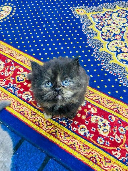 Pure Persian Kittens for Sale 03115516177 1