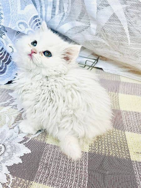 Pure Persian Kittens for Sale 03115516177 2