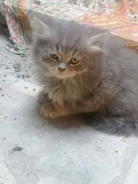 Pure Persian Kittens for Sale 03115516177 4