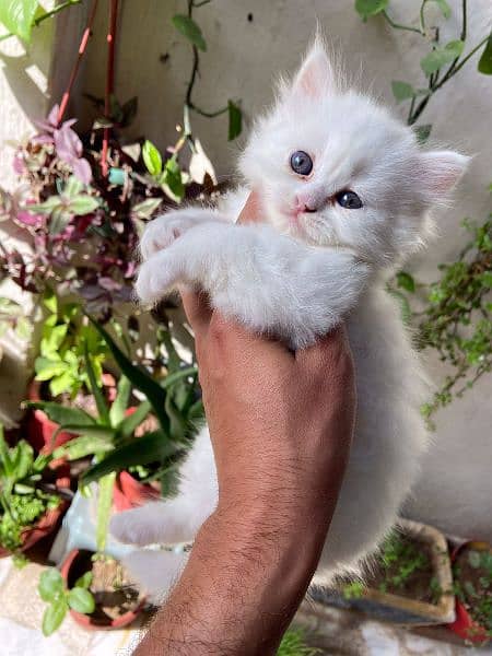 Pure Persian Kittens for Sale 03115516177 5