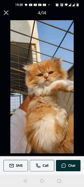 Pure Persian Kittens for Sale 03115516177 8
