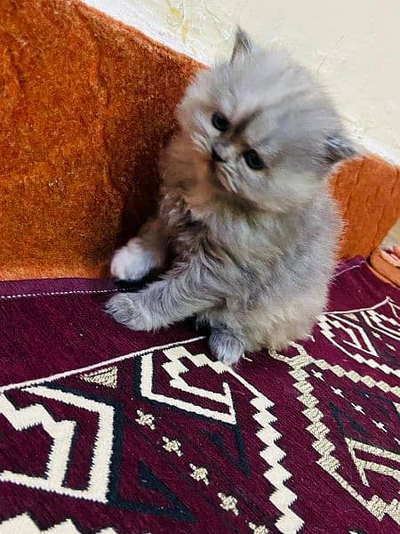 Pure Persian Kittens for Sale 03115516177 9